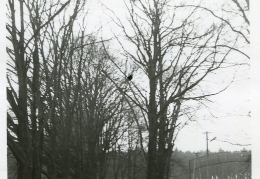 Aleja  zabytkowych buków w pałacowym parku, 1975 r.