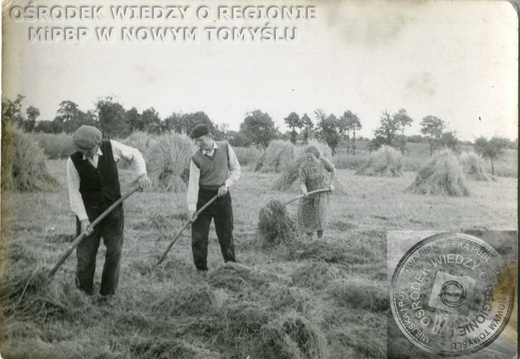 Mieszkańcy Wytomyśla - suszenie koniczyny.