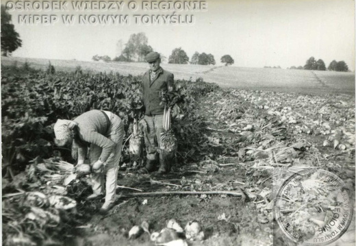 Mieszkańcy Wytomyśla - zbiór buraków.