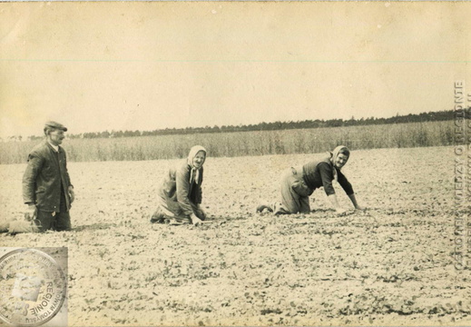 Przerywanie buraków.