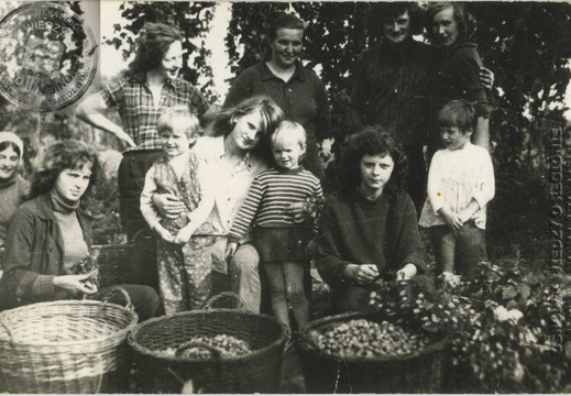 Zbiór chmielu u pp. Dzioch 1974 r.