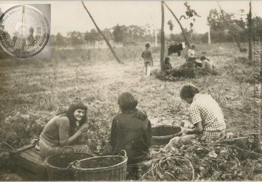 Zbiór chmielu u pp. Dzioch 1974 r.