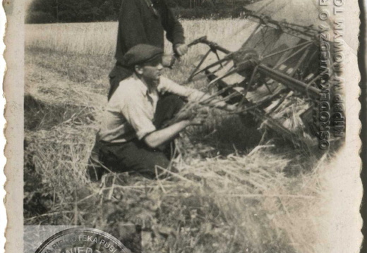 Żniwa w Nowej Róży