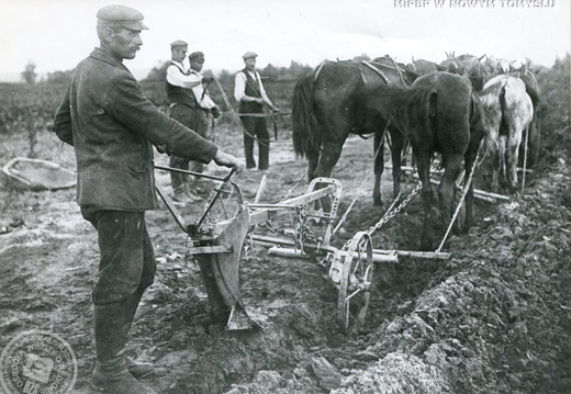 Orka pod sadzenie wikliny, 1935 r.