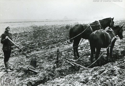 Przygotowywanie pola pod sadzenie wikliny, 1935 r.