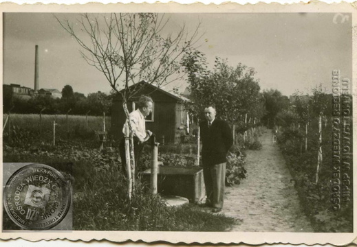 Ogródek działkowy Nikodema Zborały - 5 sierpnia 1958r.