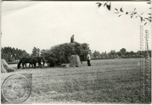 Żniwa w Starym Tomyślu