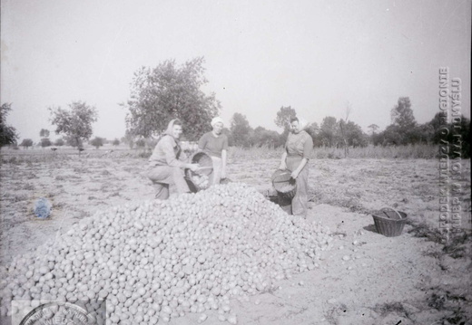 Zbieranie ziemniaków. Wąsowo, jesień 1964 r.