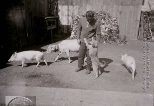 Mieszkaniec Wąsowa - Wojciech Janas podczas południowego odpasu. Lato 1969 r.