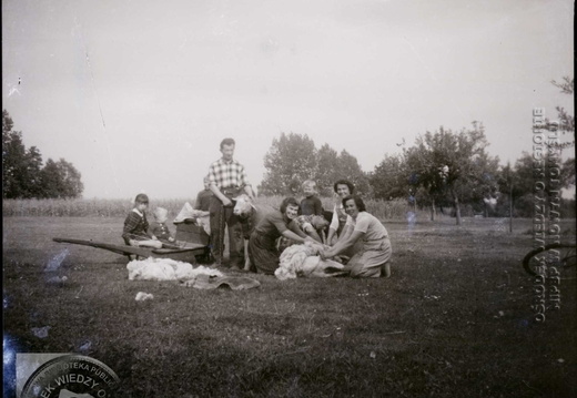 Jesienne strzyżenie owiec na pastwisku przy gospodarstwie państwa Weberów. Wąsowo, 1964 r.